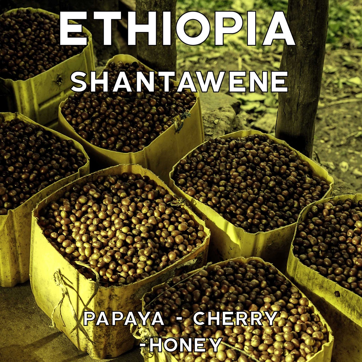 Ethiopia - Shantawene - Natural